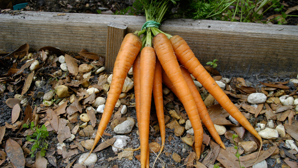Carrots 