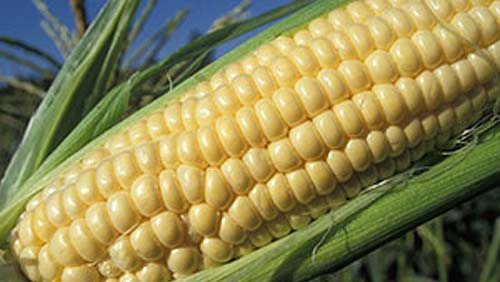 Sweet Corn