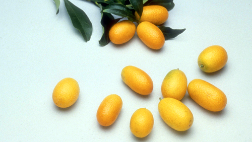 Kumquat