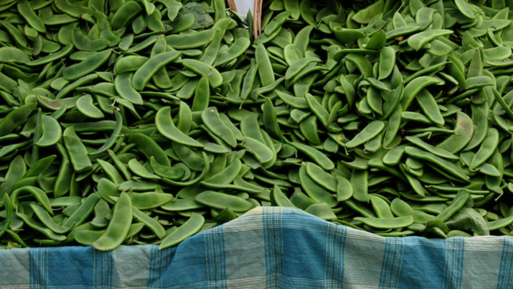 Plant Detail Florida Fresh