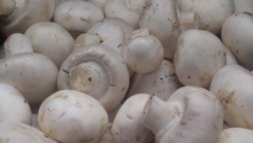 Mushroom