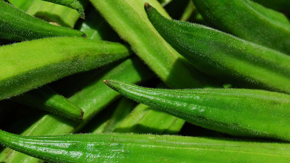 Okra