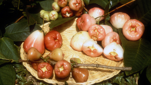 Wax Jambu